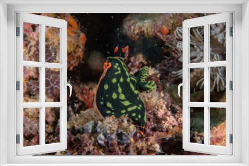 Fototapeta Naklejka Na Ścianę Okno 3D - Sea slug at the Sea of the Philippines