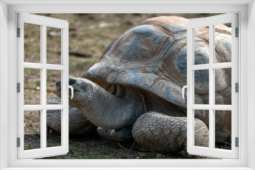 Fototapeta Naklejka Na Ścianę Okno 3D - Closeup of a Galapagos giant tortoise crawling on an open field