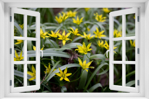 Fototapeta Naklejka Na Ścianę Okno 3D - Yellow flowers in the spring forest