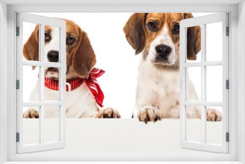 Fototapeta Naklejka Na Ścianę Okno 3D - Zwei Beagles