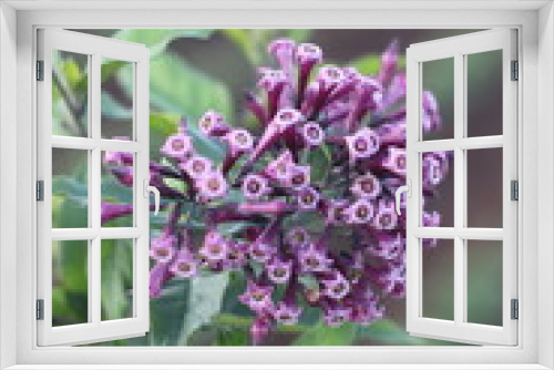 Fototapeta Naklejka Na Ścianę Okno 3D - Selective focus of a bunch of Cestrum x cultum, an evergreen plant with tabular purple flowers arranged in cymes