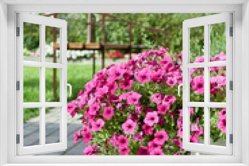 Fototapeta Naklejka Na Ścianę Okno 3D - Beautiful Petunia flower with blooming rose petals on the balcony of a country house.