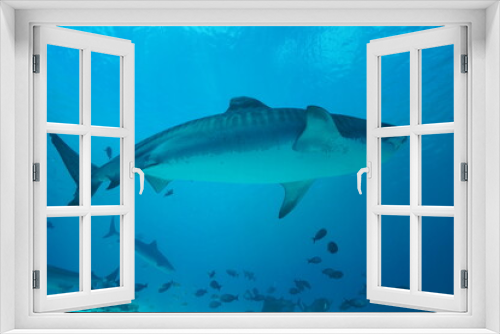 Fototapeta Naklejka Na Ścianę Okno 3D - Tiger sharks crusiing in the maldives with diver