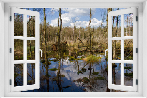 Fototapeta Naklejka Na Ścianę Okno 3D - Gloomy landscape, drowning Birches, grass and moss in a swamp, trees reflected in dark water