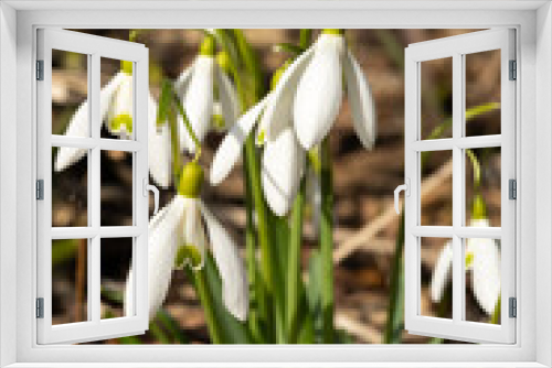 Fototapeta Naklejka Na Ścianę Okno 3D - snowdrop flowers in spring