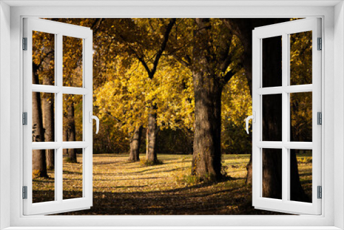 Fototapeta Naklejka Na Ścianę Okno 3D - Rows of autumn trees in evening sun