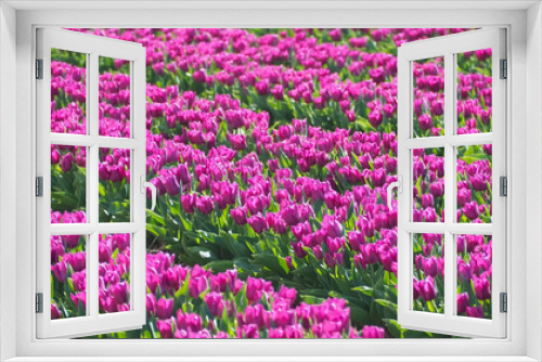 Fototapeta Naklejka Na Ścianę Okno 3D - Sea of ​​flowers from colorful blooming tulips with waves