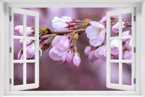 Fototapeta Naklejka Na Ścianę Okno 3D - 春の日差しに輝く桜の花　春のイメージ