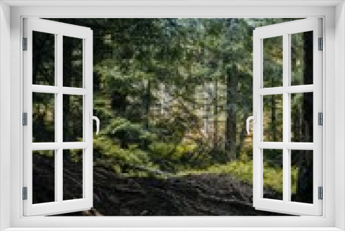Fototapeta Naklejka Na Ścianę Okno 3D - Vertical shot of trees in a forest at daytime
