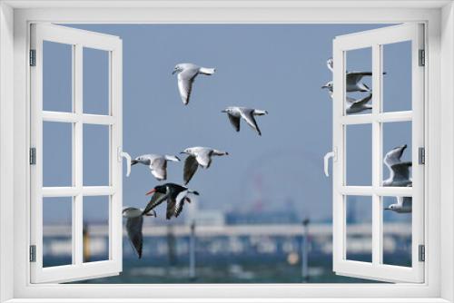 Fototapeta Naklejka Na Ścianę Okno 3D - 春の海辺で群れる身近な水鳥ユリカモメ