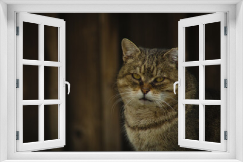 Fototapeta Naklejka Na Ścianę Okno 3D - Kot na tle starych desek