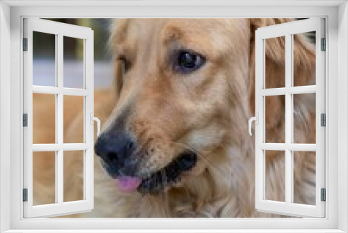 Fototapeta Naklejka Na Ścianę Okno 3D - Vertical closeup shot of an adorable fluffy golden retriever dog