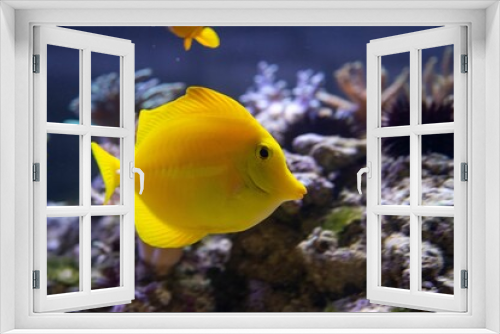 Fototapeta Naklejka Na Ścianę Okno 3D - Closeup shot of a beautiful Yellow Tang swimming near corals