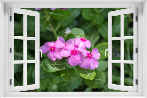 Fototapeta Naklejka Na Ścianę Okno 3D - Close up Catharanthus roseus or madagascar periwinkle purple flowers blooming in garden. Madagascar periwinkle, Vinca, Old maid, Cayenne jasmine, Rose periwinkle have beautiful purple-pink flowers.