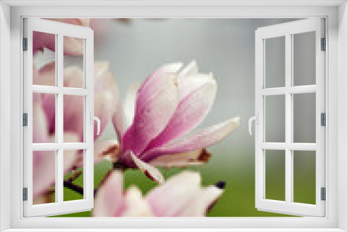 Fototapeta Naklejka Na Ścianę Okno 3D - Magnolie