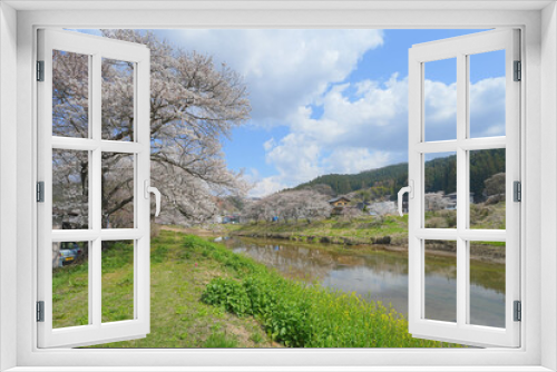 Fototapeta Naklejka Na Ścianę Okno 3D - 北須川・今出川の桜並木