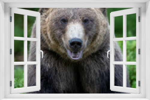 Fototapeta Naklejka Na Ścianę Okno 3D - Wild Brown Bear in the summer forest. Animal in natural habitat. Wildlife scene