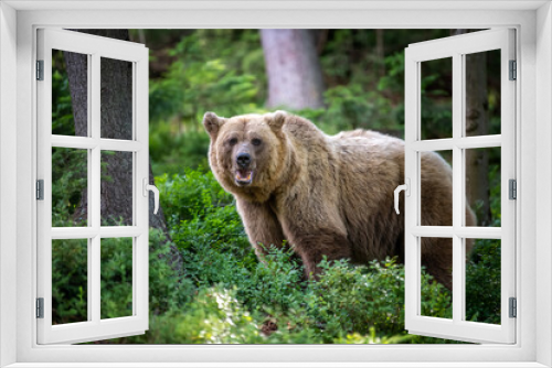 Fototapeta Naklejka Na Ścianę Okno 3D - Wild Brown Bear in the summer forest. Animal in natural habitat. Wildlife scene