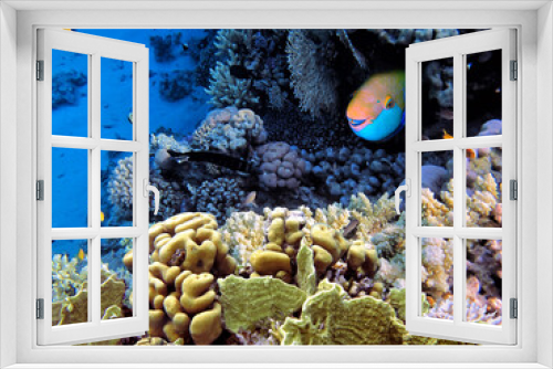 Fototapeta Naklejka Na Ścianę Okno 3D - Hard coral, Red Sea, Sharm El Sheikh. Egypt