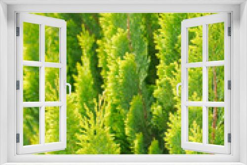 Fototapeta Naklejka Na Ścianę Okno 3D - Bright Thuja Closeup