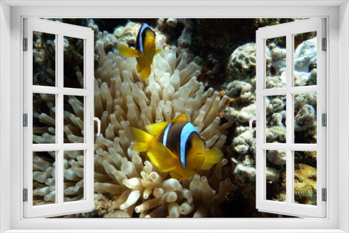 Fototapeta Naklejka Na Ścianę Okno 3D -      Clown fish amphiprion (Amphiprioninae). Red sea clown fish. 