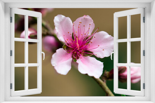 Fototapeta Naklejka Na Ścianę Okno 3D - pink cherry blossom