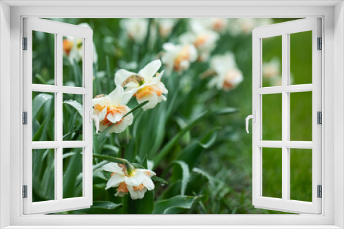 Fototapeta Naklejka Na Ścianę Okno 3D - narcyze na rabacie w ogrodzie,  Replete narcissus in garden