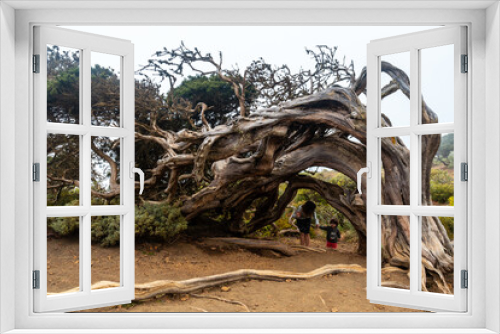 Fototapeta Naklejka Na Ścianę Okno 3D - Mother and son going through the tunnel of a Sabinar tree twisted by the wind of El Hierro. Canary Islands