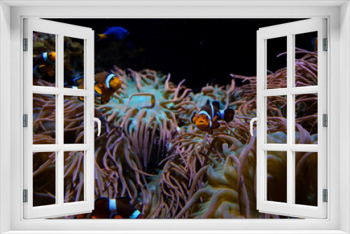 Fototapeta Naklejka Na Ścianę Okno 3D - fish swimming on bottom with algae beautiful background soothing music falling relax screen saver space for text marine ocean life Amphiprion ocellaris clownfish Nemo Vancouver Aquarium, BC, Canada