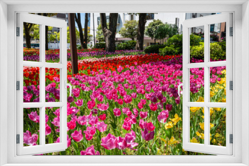 Fototapeta Naklejka Na Ścianę Okno 3D - 色とりどりのチューリップが咲き乱れる横浜公園の花壇