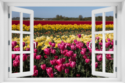 Fototapeta Naklejka Na Ścianę Okno 3D - Tulip plantation in Netherlands. Traditional dutch rural landscape with fields of tulips during springtime.