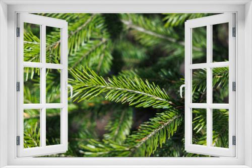 Fototapeta Naklejka Na Ścianę Okno 3D - Spruce branches with shiny green needles. Close-up. Selective focus.