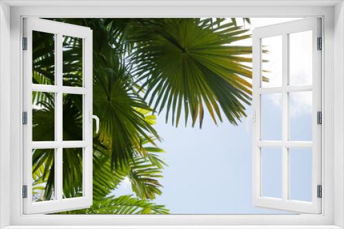 Fototapeta Naklejka Na Ścianę Okno 3D - Tall palm trees with clear blue sky in background