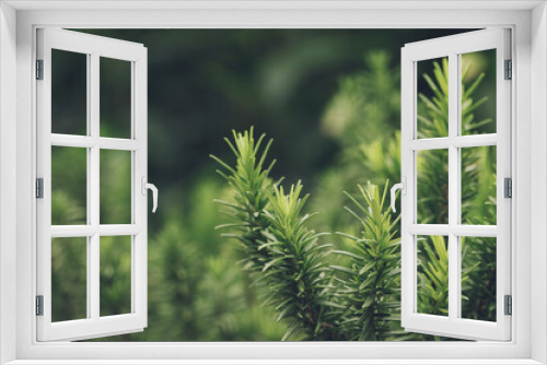Fototapeta Naklejka Na Ścianę Okno 3D - Fresh green rosemary herbal texture background