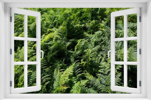 Fototapeta Naklejka Na Ścianę Okno 3D - Fern plant natural backdrop from Norway