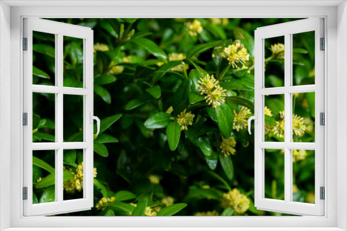 Fototapeta Naklejka Na Ścianę Okno 3D - flowering boxwood bush close-up for background