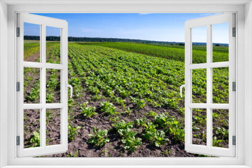 Fototapeta Naklejka Na Ścianę Okno 3D - Farm fields on the slopes of the hills are planted with red sweet beets. The culture grows well after sowing, has good healthy leaves, root crop. The summer in the west of Ukraine in the Lviv region.