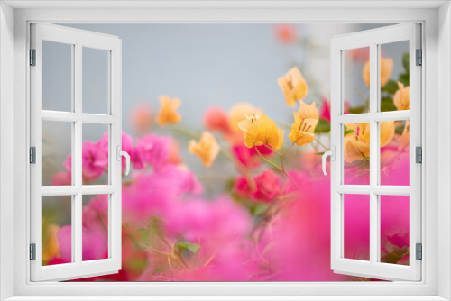 Fototapeta Naklejka Na Ścianę Okno 3D - pink flowers in spring isolated