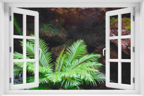 Fototapeta Naklejka Na Ścianę Okno 3D - Beautiful green fern (Blechnum x rasmijoti ‘The Royal Project’) with ornamental plant growing on small artificial stone waterfall in the garden