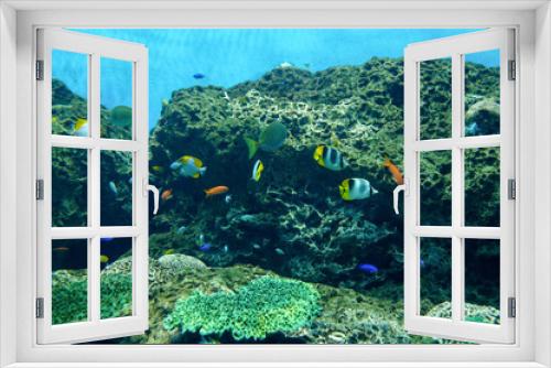 Fototapeta Naklejka Na Ścianę Okno 3D - 茨城県ひたちなか市　アクアワールド大洗の海水魚たち