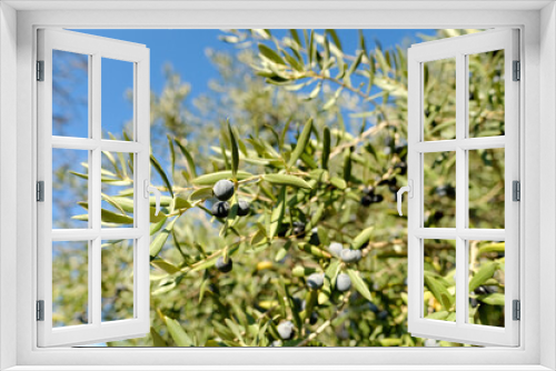 Fototapeta Naklejka Na Ścianę Okno 3D - olive evergreen tree, Olea europaea with green leaves ripening fruits on branches against backdrop beautiful Mediterranean mountains, olive grove spring sunlight, beauty Spain, Andalusia, ‎Olive oil
