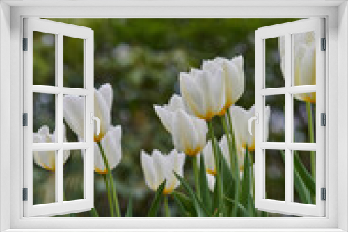 Fototapeta Naklejka Na Ścianę Okno 3D - White tulips in my garden. Beautiful white tulips in my garden in early springtime.