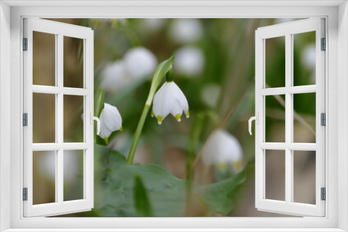 Fototapeta Naklejka Na Ścianę Okno 3D - Blüte eines Märzenbechers,Frühlingsknotenblume als Makro, Umgebung unscharf