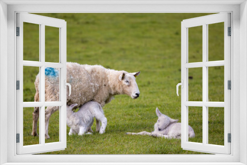 Fototapeta Naklejka Na Ścianę Okno 3D - Spring lambs with mother sheep. One curled up asleep and the other suckling or feeding. Cute farm animals with white wool coats. Isolated against green grass in field. Ireland