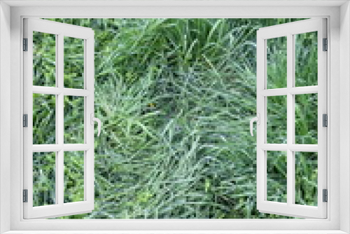 Fototapeta Naklejka Na Ścianę Okno 3D - green grass after the rain vertical frame