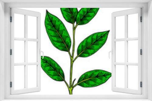 Fototapeta Naklejka Na Ścianę Okno 3D - Green tea brunch with leaves. Spring fresh foliage. Hand drawn botanical vector illustration in colored sketch style