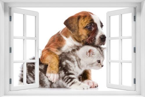 Fototapeta Naklejka Na Ścianę Okno 3D - puppy hugs scottish kitten. isolated on white background