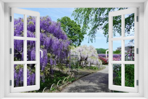 Fototapeta Naklejka Na Ścianę Okno 3D - 美しい満開な藤の花の景色