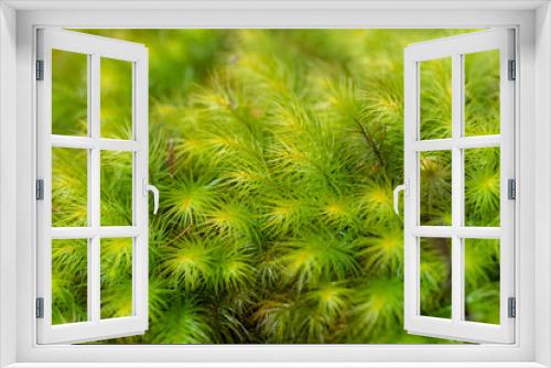 Fototapeta Naklejka Na Ścianę Okno 3D - ふわふわな苔をマクロレンズで撮影