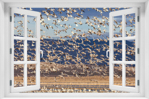 Fototapeta Naklejka Na Ścianę Okno 3D - Snow geese flock flying in flight during migration